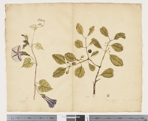 F.24 Ipomoea congesta; Elaeodendron curtipendulum, ca 1790-95 (akvarell och bläck på papper)