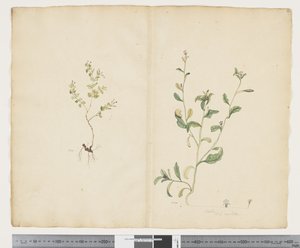 F.25 Euphorbia sparrmannii; Lobelia alata, ca 1790-95 (akvarell och bläck på papper)