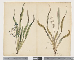 F.29 Dianella intermedia, ca 1790-95 (akvarell och bläck på papper)