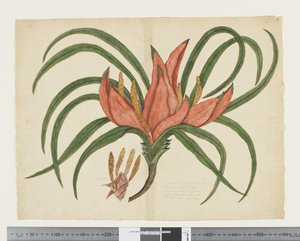 F.36 Freycinetia baueriana, c.1790-95 (akvarell och bläck på papper)