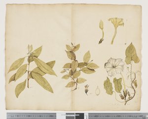 F.6 Wikstroemia Australis; Ipomea, ca 1790-95 (akvarell och bläck på papper)