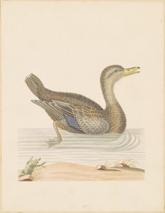 Roan Duck av John Abbot