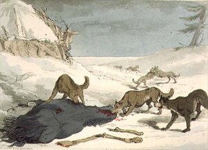 Wolf Hunt, skylt 74 från volym III av "Ryssarnas seder, seder och nöjen", graverad av konstnären, pub. 1804 (akvatint) av John Augustus Atkinson