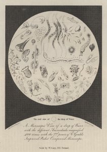 A Microscopic View of a drop of Water 