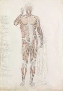 Anatomisk studie: mänsklig muskulatur, i Contrapposto av John Bathe
