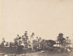 Studie av palmer, Nilens stränder, Kalabschi, 1853-54.
