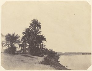 [Studier av dadelpalmer] av John Beasley Greene