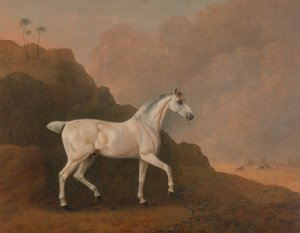 En grå arabisk hingst i ett ökenlandskap