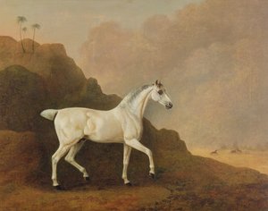 En grå arabisk hingst i ett ökenlandskap