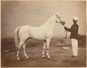 Generallöjtnant Sir Frederick Sleigh Roberts häst, "Vonolel", 1885 ca.