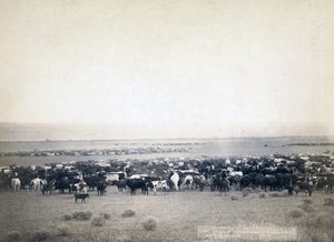 Cowboys som vallar boskap, South Dakota ca 1890 (s/v-foto)