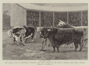 Drottningens försäljning av Shorthorn, Hereford och Devon Cattle på Prince Consort