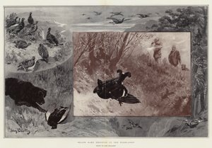 Black Game Shooting in the Highlands