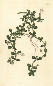 Brahmi eller vattenisop, Bacopa monnieri av John Curtis