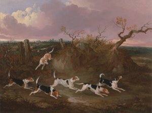Beagles i full gråt