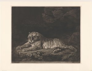 Tijgerin A Tigress (titel på objekt)