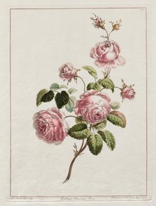 En samling blommor ritade efter naturen - Cabbage Province Rose, 1801.