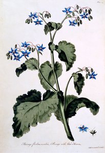 Gurkört med blå blommor, illustration från 