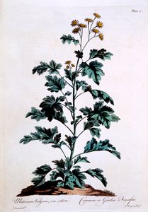 Common or Garden Feverfew, illustration från 