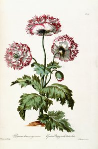 Trädgårdsvallmo med svarta frön, 1769