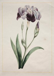 Japansk iris (stor blå iris)