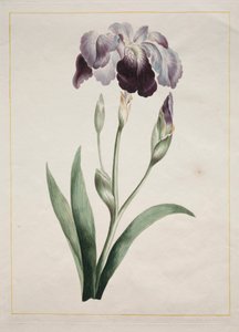 Japansk iris, stor blå iris, 1801.