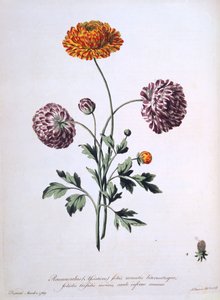 Ranunkel, illustration från "The British Herbalist", 1769