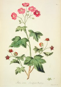 Raspberry: Sweet Canada (pl.45) från `The British Herbal...