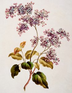 Scotch Lilac, publicerad 1793