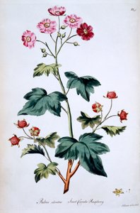 Söta kanadensiska hallon [Rubus odoratus], illustration från "The British Herbal" av John Edwards, publicerad i mars 1770.