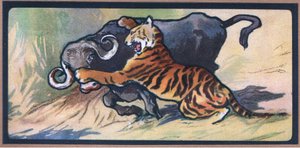 Tiger och Buffalo