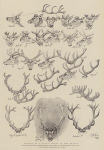 Tillväxt av en hjorthorn på en säsong av John Everett Millais