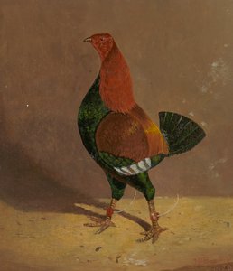 Fighting Cocks: en mörkbröstad stridskuk, vänd åt vänster