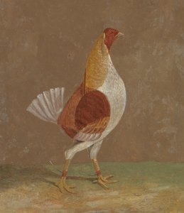 Fighting Cocks: en blekbröstad stridskuk, vänd åt höger