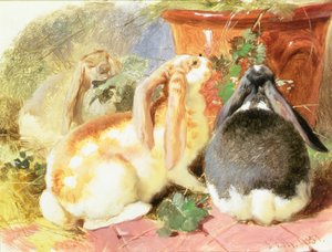 En studie av tre kaniner med slingor av John Frederick Herring Senior