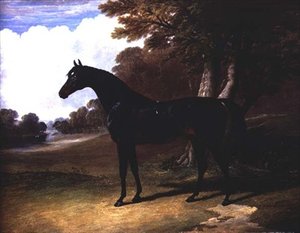 Gaucus, en mörk bukhäst i ett skogslandskap (olja på duk) av John Frederick Herring Senior