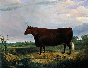 Porträtt av en brun tjur av John Frederick Herring Senior