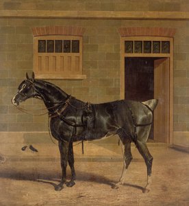 Okänd bild av John Frederick Herring Senior