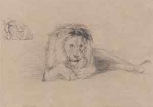Studie av ett lejon och studie av en lejoninnas huvud av John Frederick Lewis