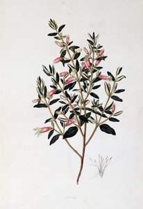 Correa Reflexa, teckning av John Frederick Miller (1759-1796)