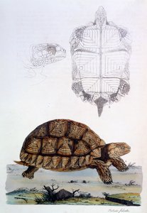 Testudo Sulcata, 1796 (handfärgad gravyr)