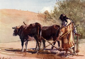 Plöjning på Olivberget, 1902. av John Fulleylove
