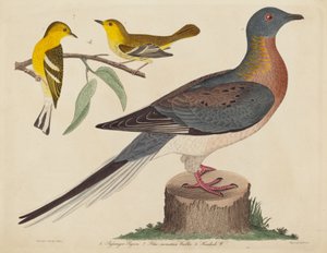 Passagerarduva, blåbergssångare och hemlocksångare, publicerad 1808-1814. av John G. Warnicke