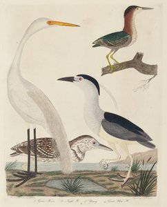 Green Heron, Night Heron, Young Heron och Great White Heron av John G. Warnicke after Alexander Wilson
