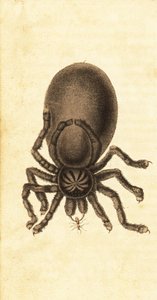 Rosa tå tarantula, Avicularia avicularia. ,1800 (gravyr)
