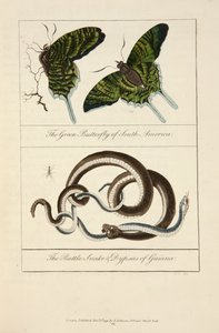 Den gröna fjärilen i Sydamerika och skallerormen & dypsis i Guyana