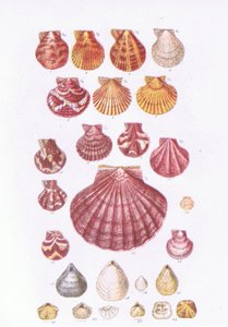 British Scallops, Nature in Britain publicerad av Collins, 1946 av John George Sowerby