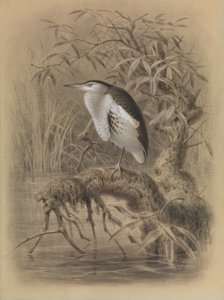 Dvärglärka, Ixobrychus minutus av John Gerrard Keulemans