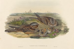 Caprimulgus europaeus Nightjar. Skapare: John Gould, Henry Constantine Richter.