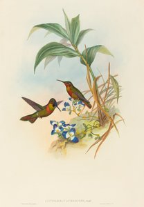 Clytolaema aurescens Banded Ruby eller Gould